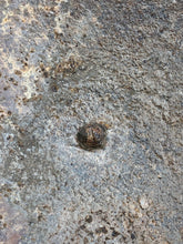 Load image into Gallery viewer, British Army Mk2 Brodie Helmet - Original WW2 - South African Manufactured - The Militaria Shop