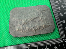 Lade das Bild in den Galerie-Viewer, British Army Yorkshire Regiment Cap / Beret / Blazer Badge - UK Made - The Militaria Shop