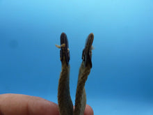 Load image into Gallery viewer, Original WW2 British Army Shoulder Strap - 37 Pattern Webbing - The Militaria Shop