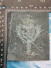 Lade das Bild in den Galerie-Viewer, British Army Bullion Embroidered Blazer Badge - Queen's Own Highland Regime - The Militaria Shop