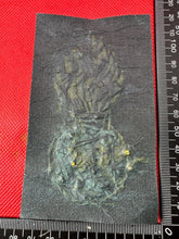 Charger l'image dans la galerie, British Army Royal Irish Fusiliers Regiment Embroidered Blazer Badge - The Militaria Shop