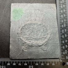 Lade das Bild in den Galerie-Viewer, British Royal Merchant Navy Marine Bullion Embroidered Blazer Badge - The Militaria Shop