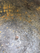 Charger l'image dans la galerie, Image #9