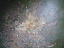 Lade das Bild in den Galerie-Viewer, Original WW2 South African Army Mk2 Brodie Helmet - British Style Combat Helmet - The Militaria Shop