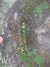 Lade das Bild in den Galerie-Viewer, Mk3 Turtle Helmet - Original WW2 British / Canadian Army Combat Helmet - The Militaria Shop