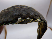 Load image into Gallery viewer, Genuine Used British Army Helmet Chin Scales, Ideal for Victorian/WW2 & Curr - The Militaria Shop