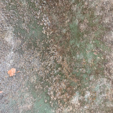 Charger l'image dans la galerie, Image #15