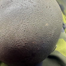 Charger l'image dans la galerie, Image #8