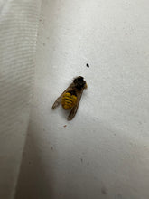 Charger l'image dans la galerie, Original WW2 British Civil Defence ARP Service Respirator Gas Mask - Complete