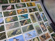 Lade das Bild in den Galerie-Viewer, A Group of Craven Cigarette Cards - British Birds
