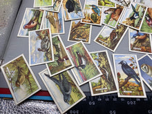 Load image into Gallery viewer, A Group of Gallagher Ltd Cigarette Cards - British Birds
