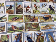 Load image into Gallery viewer, A Group of Gallagher Ltd Cigarette Cards - British Birds
