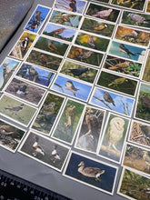 Lade das Bild in den Galerie-Viewer, A Group of Craven Cigarette Cards - British Birds
