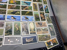 Lade das Bild in den Galerie-Viewer, A Group of Craven Cigarette Cards - British Birds
