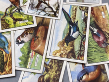 Load image into Gallery viewer, A Group of Gallagher Ltd Cigarette Cards - British Birds
