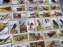 Load image into Gallery viewer, A Group of Gallagher Ltd Cigarette Cards - British Birds
